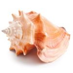 photo of pink conch shell