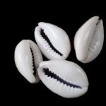 white cowrie shells