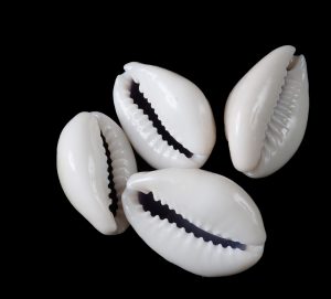 white cowrie shells