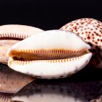 Photo of tiger cowrie, cream with red-brown spots